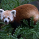 Illustration for article titled Red Panda Returns